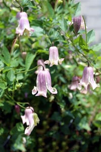 Clematis Orman Asması fidanı - Viticella Fay