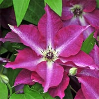 Clematis Orman Asması fidanı - Viva polonia