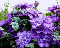 Clematis Orman Asması fidanı - Vyvyan Pennell katlı eflatun