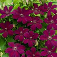 Clematis Orman Asması fidanı - Westerplatte