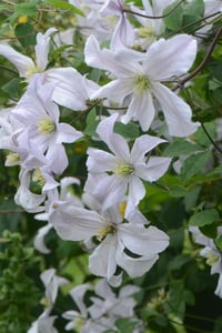 Clematis Orman Asması fidanı - White Prince Charles