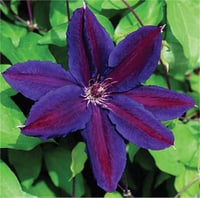 Clematis Orman Asması fidanı - Wildfire
