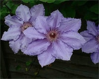 Clematis Orman Asması fidanı - William Kennet