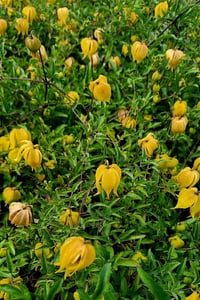 Clematis süper bodur sarı klematis fidesi Little Lemons