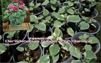 Clerodendrum bungei Pink Diamond Alacalı Meksika Ortanca fidanı
