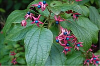 Clerodendrum trichotomum Kanayan kalp Meksika Ortancası fidanı
