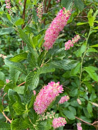 Clethra alnifolia Ruby Spice Yaz tatlısı fidanı