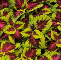 Coleus Kolyos Kolyoz Yaprak Güzeli fidanı
