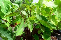 Colocasia esculenta Blue Hawaii Fil kulağı fidesi