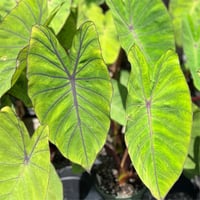 Colocasia esculenta Blue Hawaii Fil kulağı fidesi