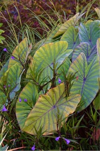 Colocasia esculenta Blue Hawaii Fil kulağı fidesi