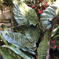 Colocasia esculenta Metallica Fil kulağı fidesi