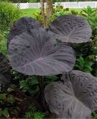 Colocasia esculenta Noble Gigante Fil kulağı fidesi