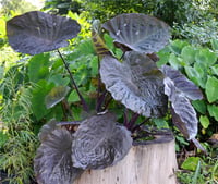 Colocasia esculenta Noble Gigante Fil kulağı fidesi