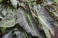Colocasia esculenta Royal Hawaiian Aloha Fil kulağı fidesi