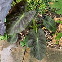 Colocasia esculenta Royal Hawaiian Aloha Fil kulağı fidesi