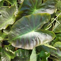 Colocasia esculenta Royal Hawaiian Aloha Fil kulağı fidesi