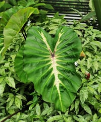 Colocasia esculenta White Lava Fil kulağı fidesi