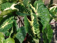 Colocasia esculenta White Lava Fil kulağı fidesi