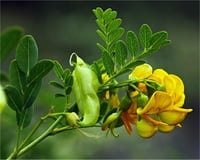 Colutea arborescens Patlangaç Yalancı sinameki fidanı
