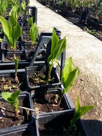 Convallaria majalis Müge çiçeği inci çiçeği fidesi