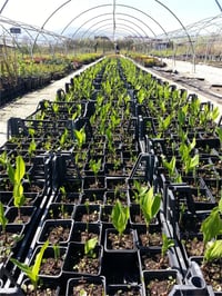 Convallaria majalis Müge çiçeği inci çiçeği fidesi