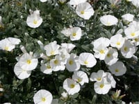 Convolvulus cneorum Gümüş Çalısı Gündüz güzeli fidanı