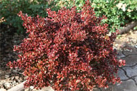 Coprosma fire burst Ayna çalısı fidanı