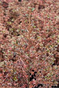 Coprosma fire burst Ayna çalısı fidanı