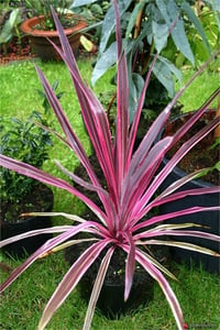 Cordyline australis Pink passion Pembe Kordilin fidanı