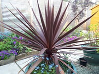 Cordyline australis Red star Kızıl Kordilin fidanı