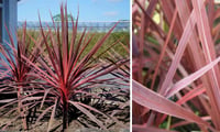 Cordyline australis Red star Kızıl Kordilin fidanı
