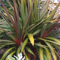 Cordyline australis Sundance Kırmızı damarlı Kordilin fidanı