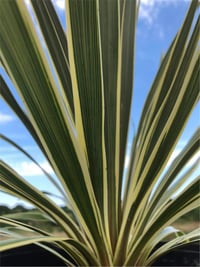 Cordyline australis Torbay Dazler Sarı yeşil Kordilin fidanı