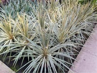 Cordyline australis Torbay Dazler Sarı yeşil Kordilin fidanı