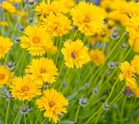 Coreopsis grandiflora Early Sunrise Sarı Kız Gözü