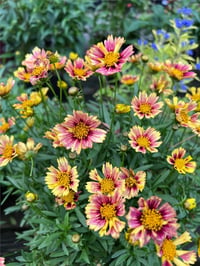 Coreopsis Solanna Sunset Burst Sarı ebruli kızgözü fidesi