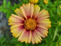 Coreopsis Solanna Sunset Burst Sarı ebruli kızgözü fidesi