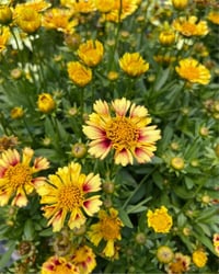 Coreopsis Solanna Sunset Burst Sarı ebruli kızgözü fidesi