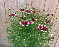 Coreopsis Sunstar Rose Pembe ebruli kızgözü fidesi