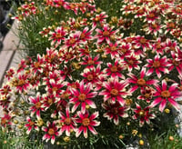 Coreopsis Sunstar Rose Pembe ebruli kızgözü fidesi