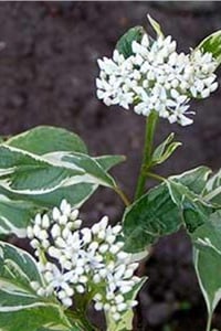 Cornus alba Argenteomarginata Beyaz Alacalı Süs Kızılcık fidanı