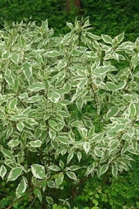 Cornus Alba Elegantissima Alaca Yapraklı Süs Kızılcık fidanı