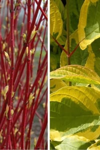 Cornus alba Gouchaultii Süs Kızılcık fidanı