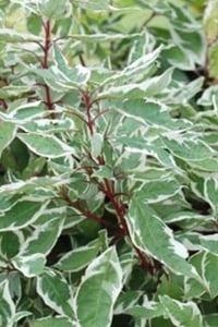 Cornus alba Ivory halo bailhalo Süs Kızılcık fidanı