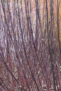 Cornus alba kesselringii Siyah Dallı Süs Kızılcık fidanı