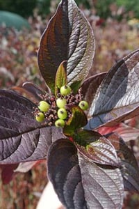 Cornus alba kesselringii Siyah Dallı Süs Kızılcık fidanı