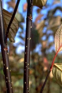Cornus alba kesselringii Siyah Dallı Süs Kızılcık fidanı