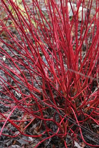 Cornus Alba Sibirica Kırmızı Dallı Süs Kızılcık fidanı