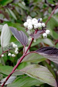 Cornus Alba Sibirica Kırmızı Dallı Süs Kızılcık fidanı